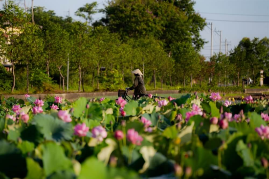 Phát động Hội thi Điểm đến du lịch nông thôn Việt Nam tốt nhất năm 2026